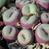 Cacti & Succulents - 5 Conophytum pageae Seeds - Succulent